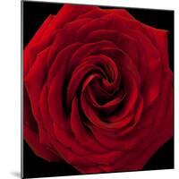 Red Rose 04-Tom Quartermaine-Mounted Giclee Print