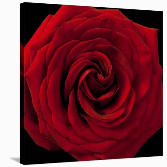 Red Rose 04-Tom Quartermaine-Stretched Canvas