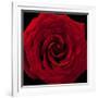 Red Rose 04-Tom Quartermaine-Framed Giclee Print