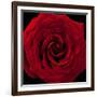 Red Rose 04-Tom Quartermaine-Framed Giclee Print