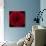 Red Rose 04-Tom Quartermaine-Giclee Print displayed on a wall