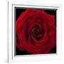 Red Rose 04-Tom Quartermaine-Framed Giclee Print
