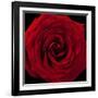 Red Rose 04-Tom Quartermaine-Framed Giclee Print