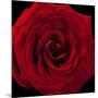 Red Rose 04-Tom Quartermaine-Mounted Giclee Print