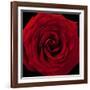 Red Rose 04-Tom Quartermaine-Framed Giclee Print