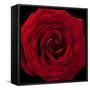 Red Rose 04-Tom Quartermaine-Framed Stretched Canvas
