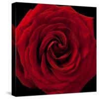 Red Rose 04-Tom Quartermaine-Stretched Canvas