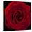 Red Rose 04-Tom Quartermaine-Stretched Canvas