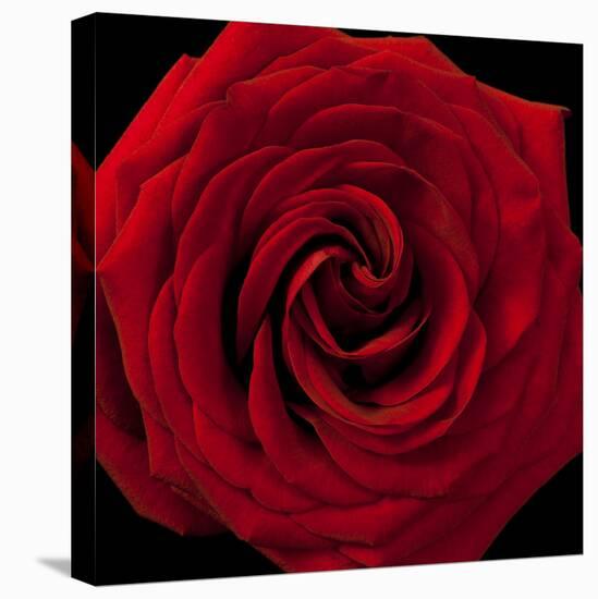 Red Rose 04-Tom Quartermaine-Stretched Canvas