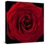 Red Rose 04-Tom Quartermaine-Stretched Canvas