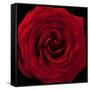 Red Rose 04-Tom Quartermaine-Framed Stretched Canvas