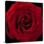 Red Rose 04-Tom Quartermaine-Stretched Canvas