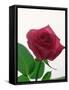 Red Rose, 1999-Norman Hollands-Framed Stretched Canvas