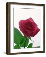 Red Rose, 1999-Norman Hollands-Framed Photographic Print