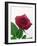 Red Rose, 1999-Norman Hollands-Framed Photographic Print