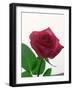 Red Rose, 1999-Norman Hollands-Framed Photographic Print