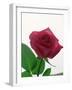 Red Rose, 1999-Norman Hollands-Framed Photographic Print