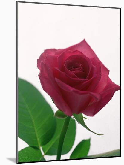 Red Rose, 1999-Norman Hollands-Mounted Photographic Print