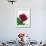 Red Rose, 1999-Norman Hollands-Framed Photographic Print displayed on a wall