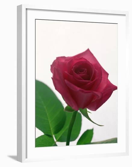 Red Rose, 1999-Norman Hollands-Framed Photographic Print