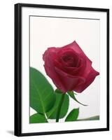 Red Rose, 1999-Norman Hollands-Framed Photographic Print