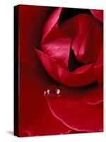 Red Rose, American Beauty, with Tear Drop, Rochester, Michigan, USA-Claudia Adams-Stretched Canvas