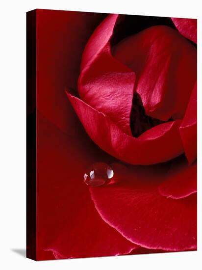 Red Rose, American Beauty, with Tear Drop, Rochester, Michigan, USA-Claudia Adams-Stretched Canvas