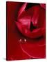 Red Rose, American Beauty, with Tear Drop, Rochester, Michigan, USA-Claudia Adams-Stretched Canvas