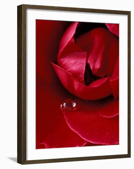 Red Rose, American Beauty, with Tear Drop, Rochester, Michigan, USA-Claudia Adams-Framed Premium Photographic Print