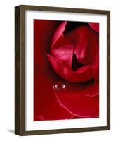 Red Rose, American Beauty, with Tear Drop, Rochester, Michigan, USA-Claudia Adams-Framed Photographic Print