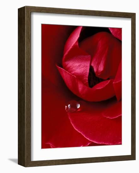 Red Rose, American Beauty, with Tear Drop, Rochester, Michigan, USA-Claudia Adams-Framed Photographic Print