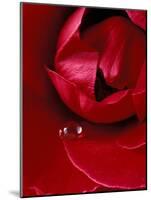 Red Rose, American Beauty, with Tear Drop, Rochester, Michigan, USA-Claudia Adams-Mounted Photographic Print