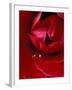 Red Rose, American Beauty, with Tear Drop, Rochester, Michigan, USA-Claudia Adams-Framed Photographic Print