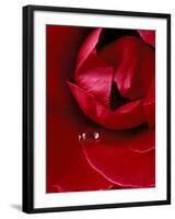 Red Rose, American Beauty, with Tear Drop, Rochester, Michigan, USA-Claudia Adams-Framed Photographic Print