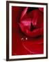 Red Rose, American Beauty, with Tear Drop, Rochester, Michigan, USA-Claudia Adams-Framed Photographic Print