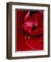 Red Rose, American Beauty, with Tear Drop, Rochester, Michigan, USA-Claudia Adams-Framed Premium Photographic Print