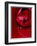 Red Rose, American Beauty, with Tear Drop, Rochester, Michigan, USA-Claudia Adams-Framed Premium Photographic Print