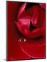 Red Rose, American Beauty, with Tear Drop, Rochester, Michigan, USA-Claudia Adams-Mounted Premium Photographic Print