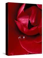 Red Rose, American Beauty, with Tear Drop, Rochester, Michigan, USA-Claudia Adams-Stretched Canvas