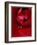 Red Rose, American Beauty, with Tear Drop, Rochester, Michigan, USA-Claudia Adams-Framed Photographic Print