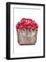 Red Rose Bag-Amanda Greenwood-Framed Art Print