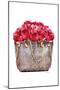 Red Rose Bag-Amanda Greenwood-Mounted Art Print