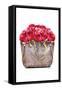 Red Rose Bag-Amanda Greenwood-Framed Stretched Canvas