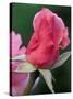 Red Rose Bud, Bellevue Botanical Garden, Washington, USA-Jamie & Judy Wild-Stretched Canvas