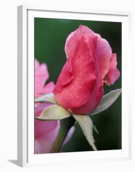 Red Rose Bud, Bellevue Botanical Garden, Washington, USA-Jamie & Judy Wild-Framed Premium Photographic Print