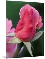 Red Rose Bud, Bellevue Botanical Garden, Washington, USA-Jamie & Judy Wild-Mounted Photographic Print