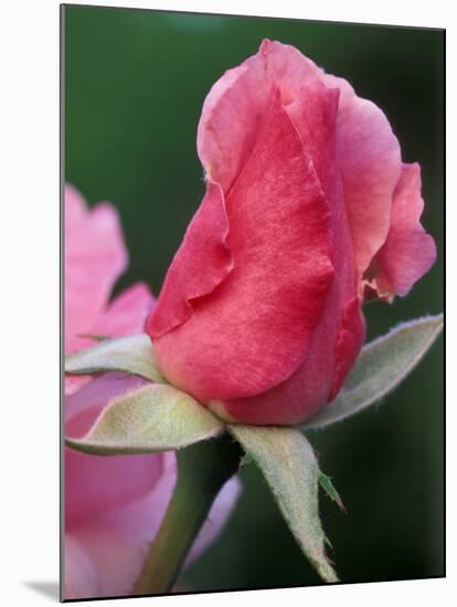 Red Rose Bud, Bellevue Botanical Garden, Washington, USA-Jamie & Judy Wild-Mounted Photographic Print