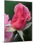 Red Rose Bud, Bellevue Botanical Garden, Washington, USA-Jamie & Judy Wild-Mounted Photographic Print