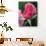 Red Rose Bud, Bellevue Botanical Garden, Washington, USA-Jamie & Judy Wild-Photographic Print displayed on a wall