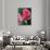 Red Rose Bud, Bellevue Botanical Garden, Washington, USA-Jamie & Judy Wild-Photographic Print displayed on a wall